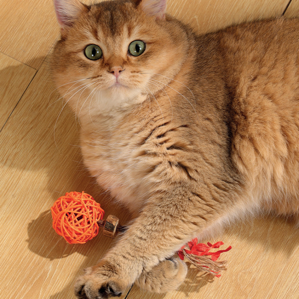 M-Pets Matatabi Çubuklu Top Kedi Oyuncağı 18cm (Turuncu) — görsel 5