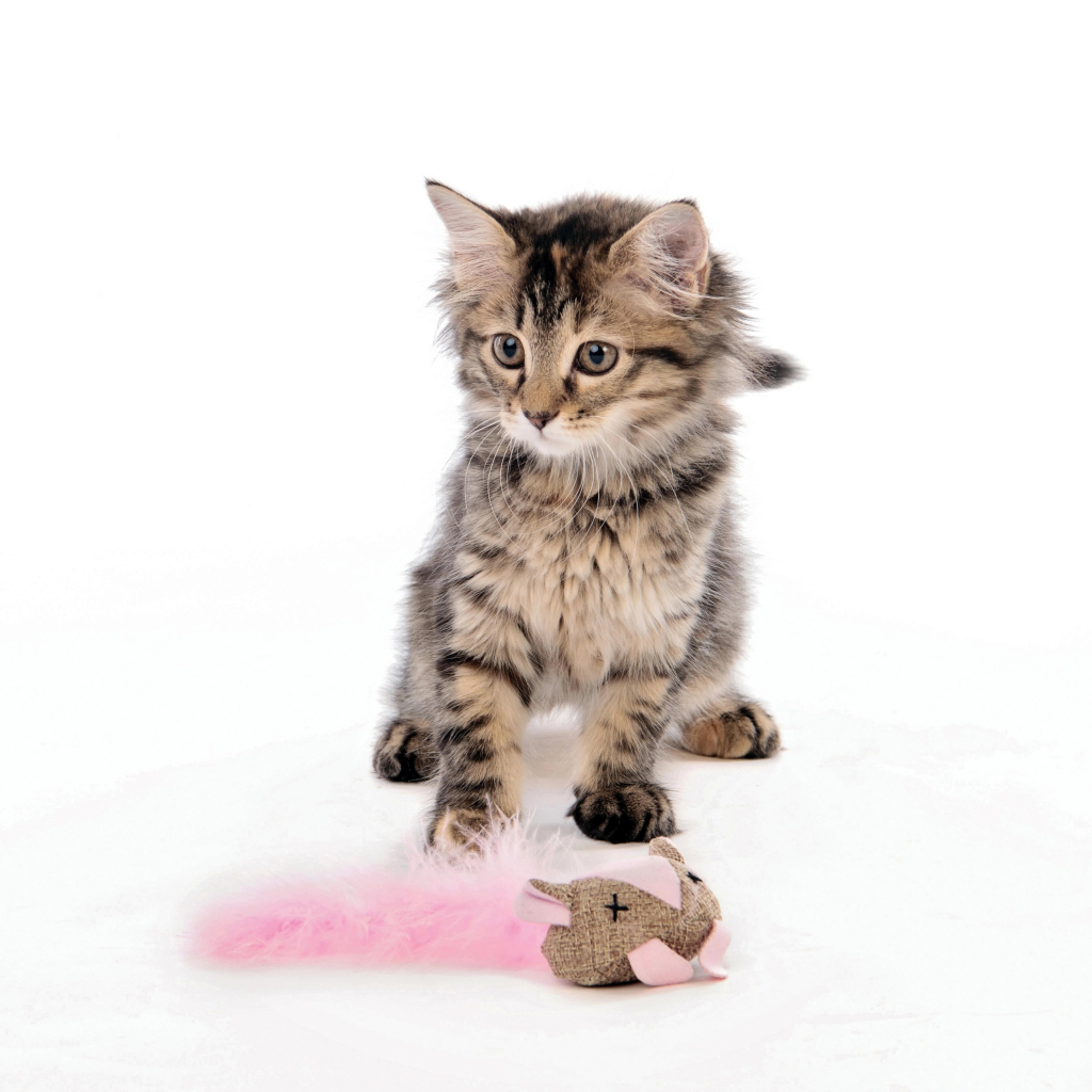 M-Pets Fare Kedi Oyuncağı 17x7x4cm (Karışık Renkli) — görsel 4