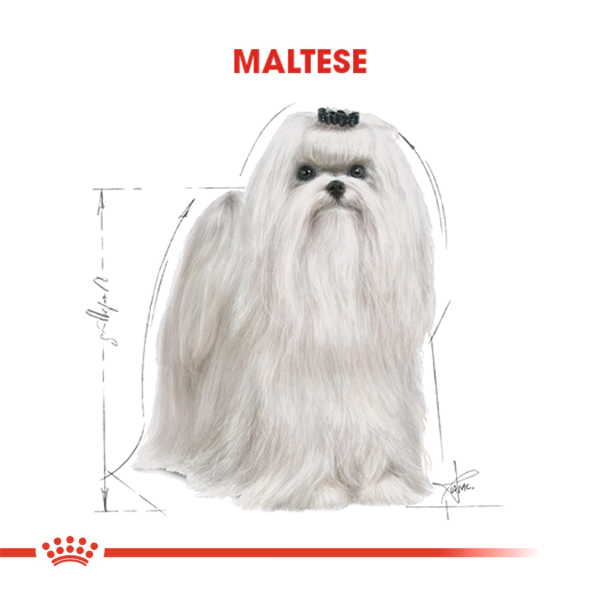 Royal Canin Maltese Terrier Yetişkin Köpek Maması 1,5kg — görsel 3