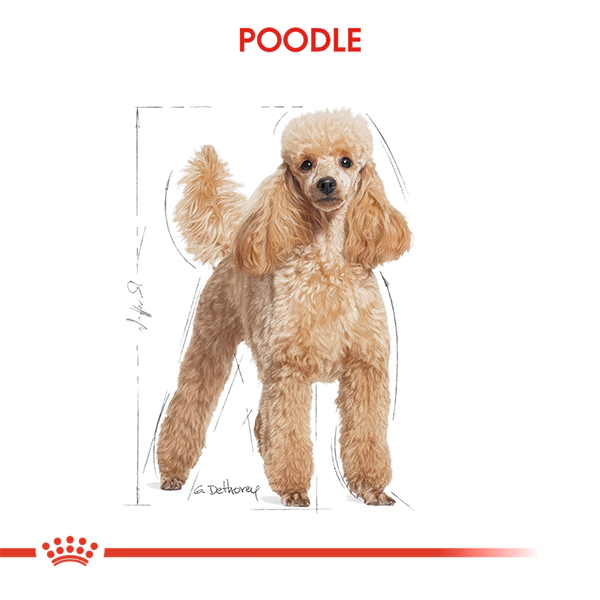 Royal Canin Poodle Yetişkin Köpek Maması 3kg — görsel 3