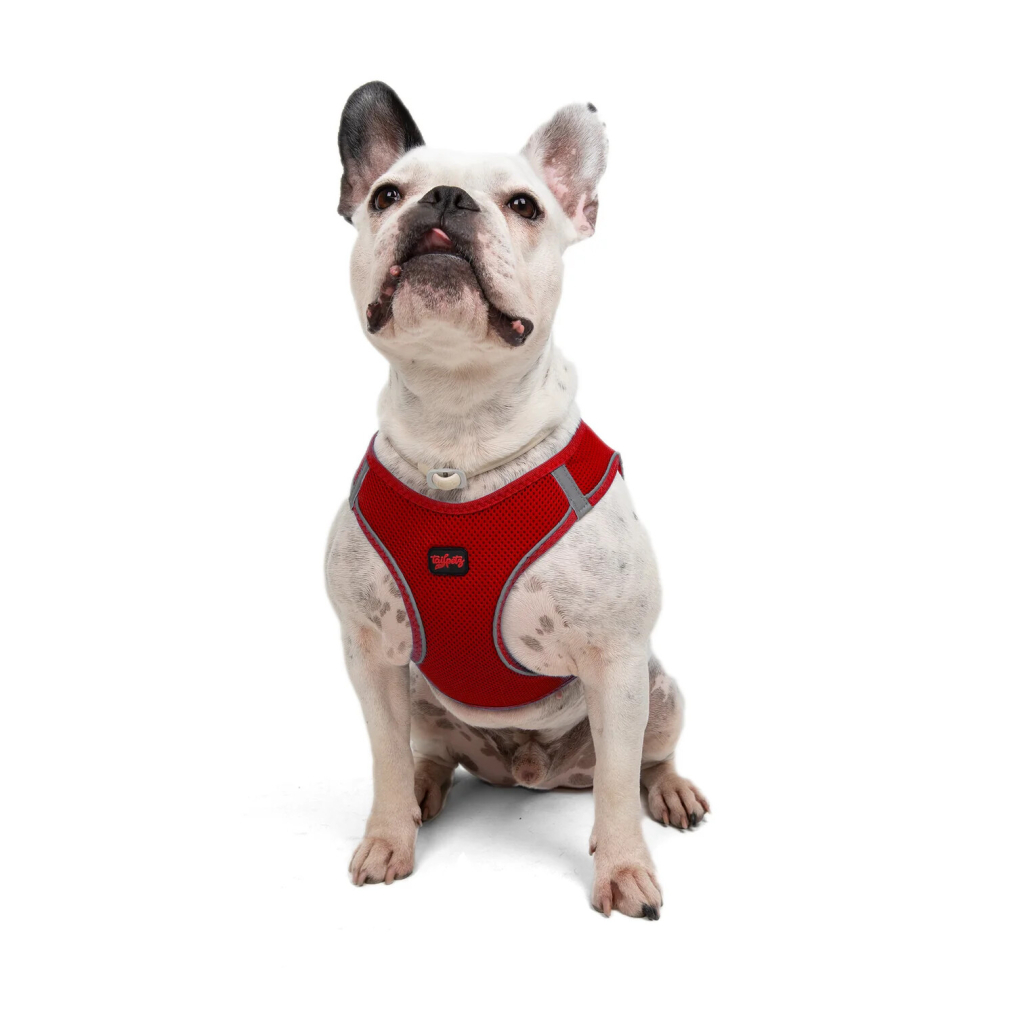 Tailpetz Air-Mesh Küçük Irk Köpek Göğüs Tasması 48-54cm (Kırmızı) [L] — görsel 6