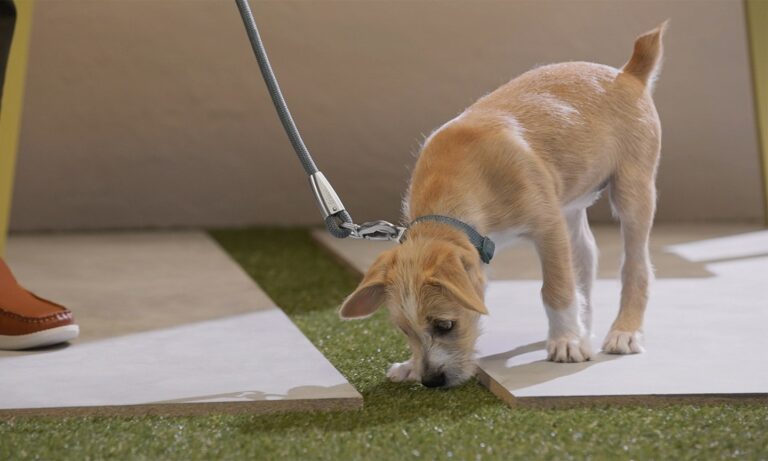 Photo of a potty-training puppy sniffing the ground