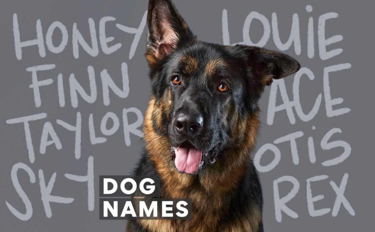 dog names