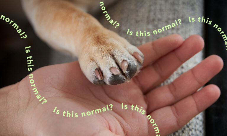 why do dogs feet smell like fritos - close up of dog paw