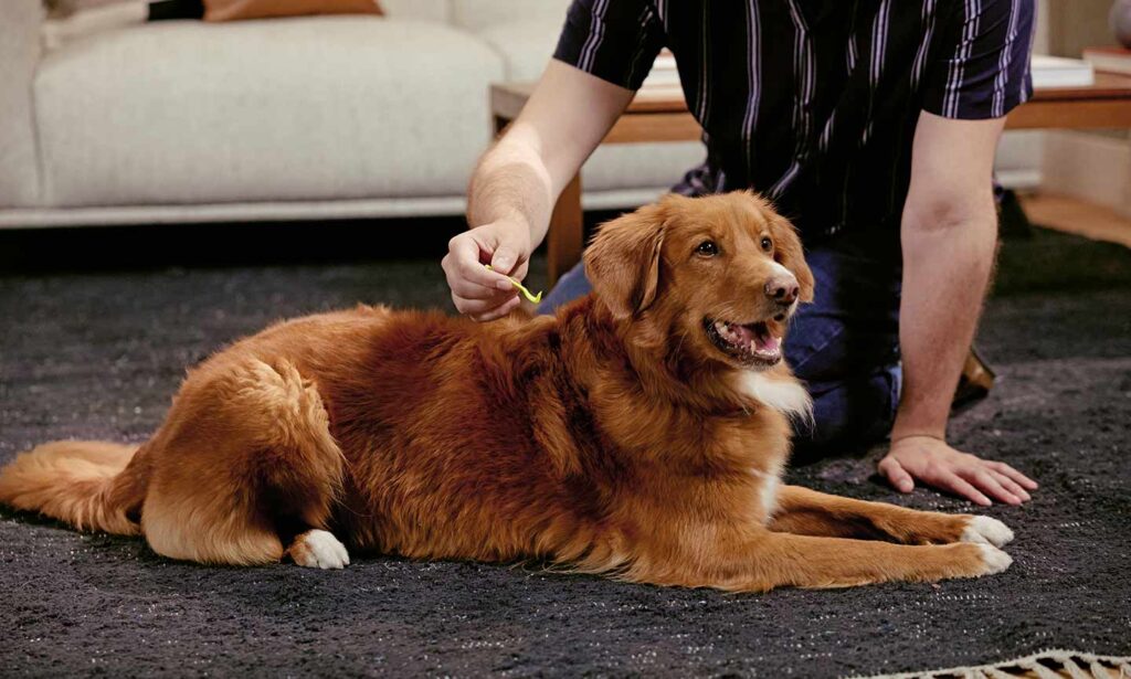 A man removing a tick from a dog