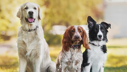 Dog Breeds