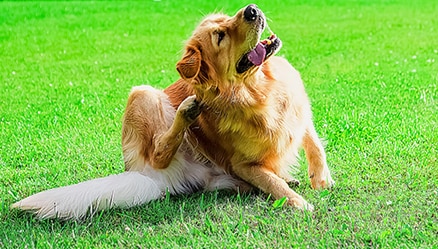 Flea & Tick