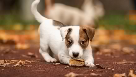 New Dog