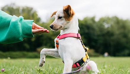 Training & Behavior