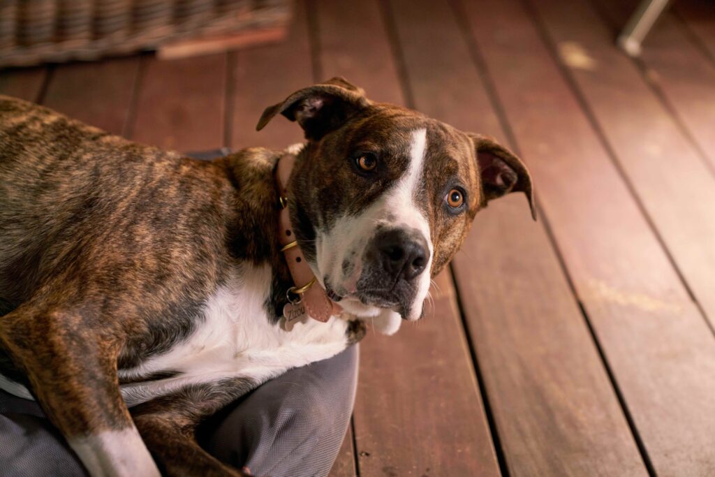 A white and brindle dog lies on his bed and looks up at the camera with bright eyes.