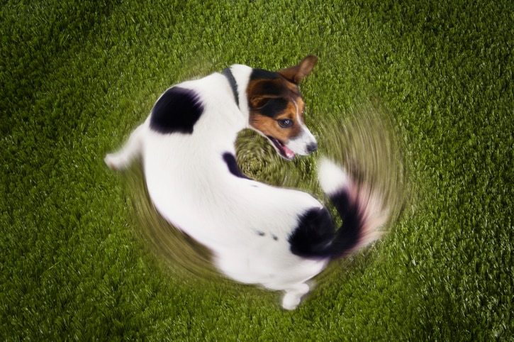 A Jack Russell Terrier on a lawn chases his own tail.