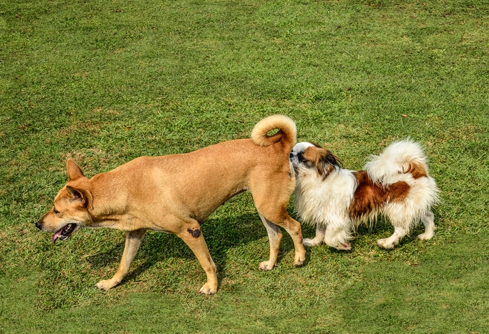 A Japanese Chin dog sniffs the butt of a Korean Jindo on a green lawn.
