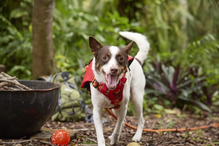 A brown and white dog smiling at a camp site.