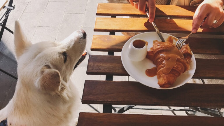 can dogs eat caramel: dog sitting next to croissant with caramel
