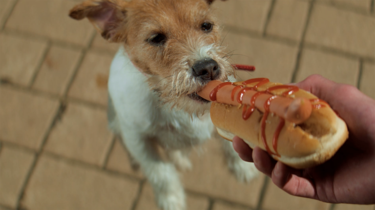 can dogs eat ketchup: dog looking at hot dog with ketchup