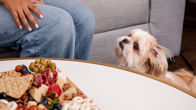 can dogs eat macadamia nuts: dog staring at charcuterie board with nuts