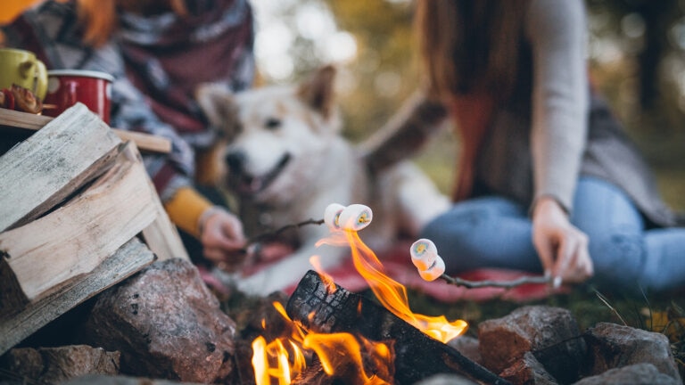 can dogs eat marshmallows: dog at campfire with people roasting marshmallows