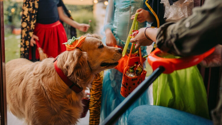 can dogs eat twizzlers