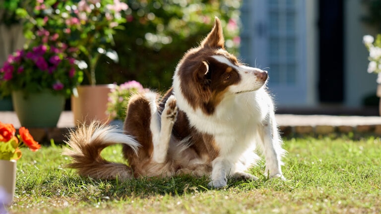 allergy medicine for dogs: dog scratching while sitting in yard