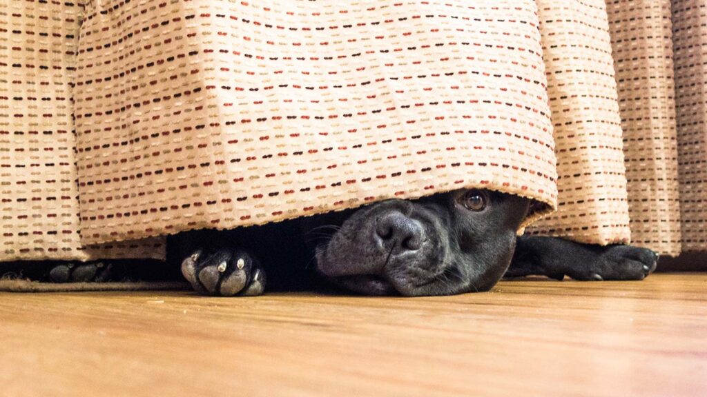 A dog hiding from fireworks behind a curtain