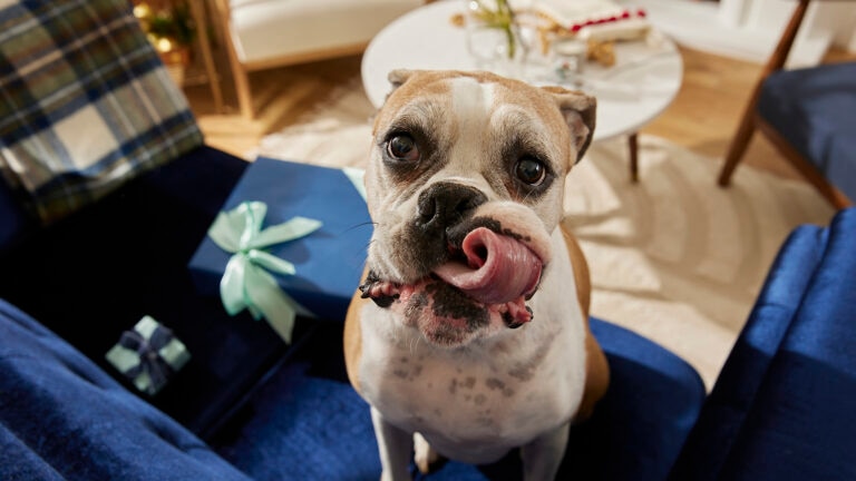 dog dementia