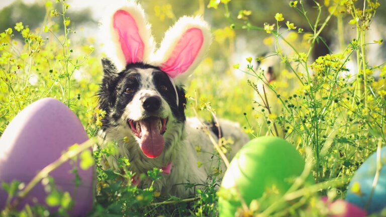 A dog on an Easter egg hunt