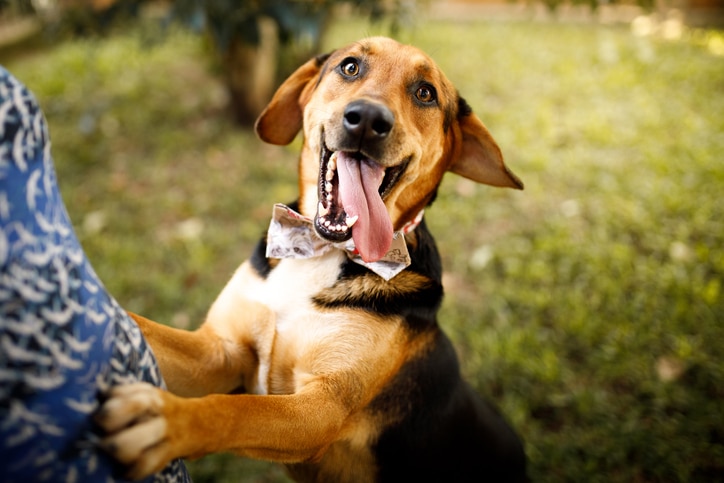 Photo of a happy dog excited to see their owner