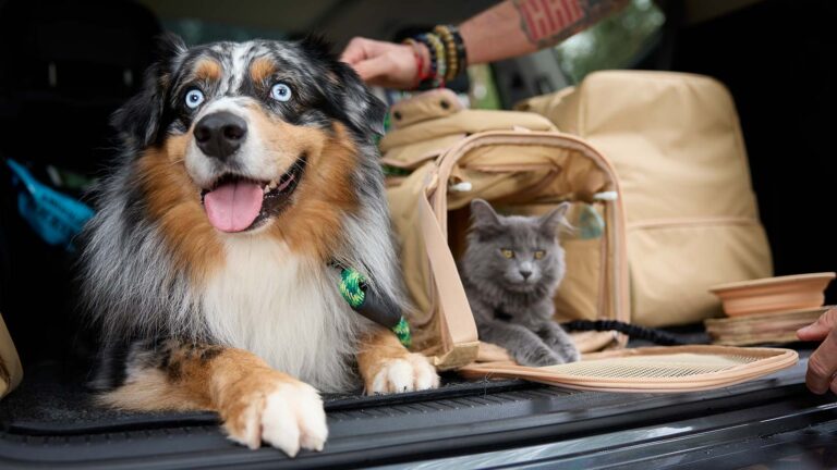 A dog and cat on a road trip