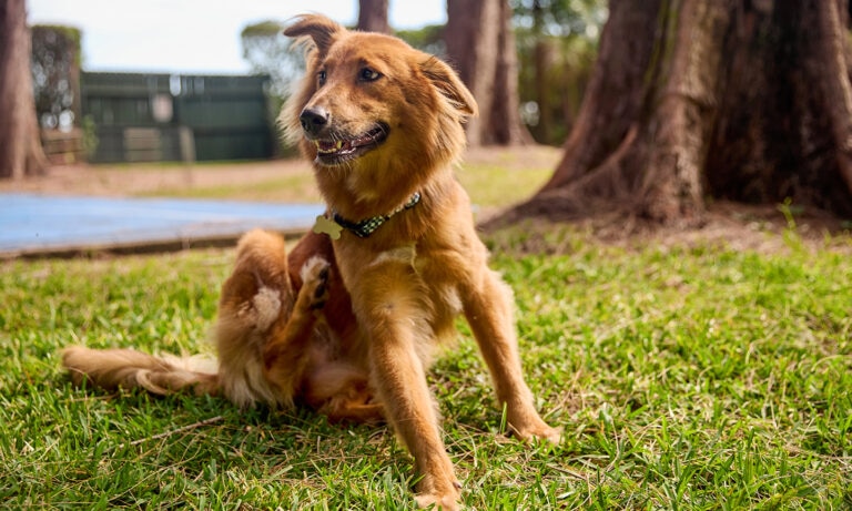 dog with seasonal allergies scratching in a park.