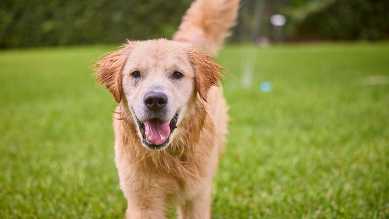 A dog playing outside in a sprinkler