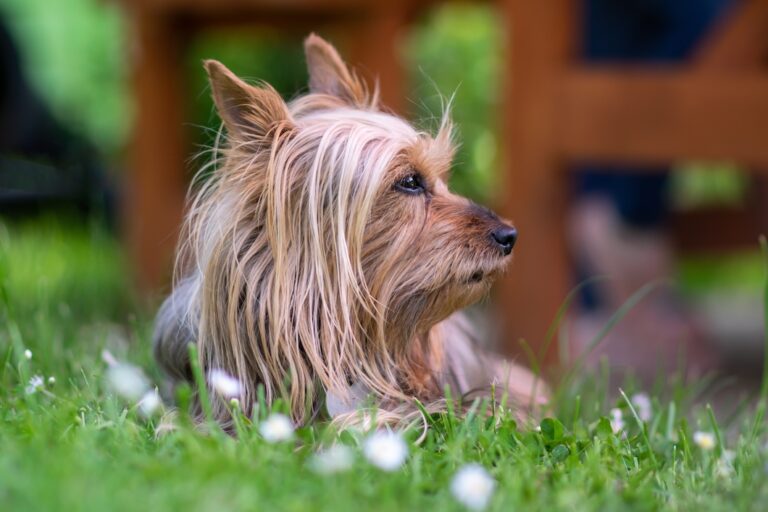 Australian silky terrier sitting outdoors